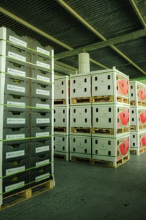 watermelon boxes